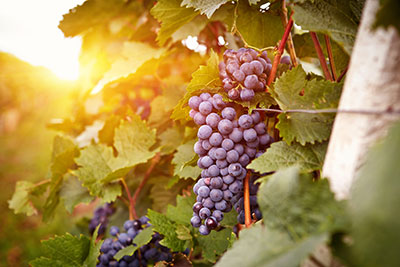 Grapes